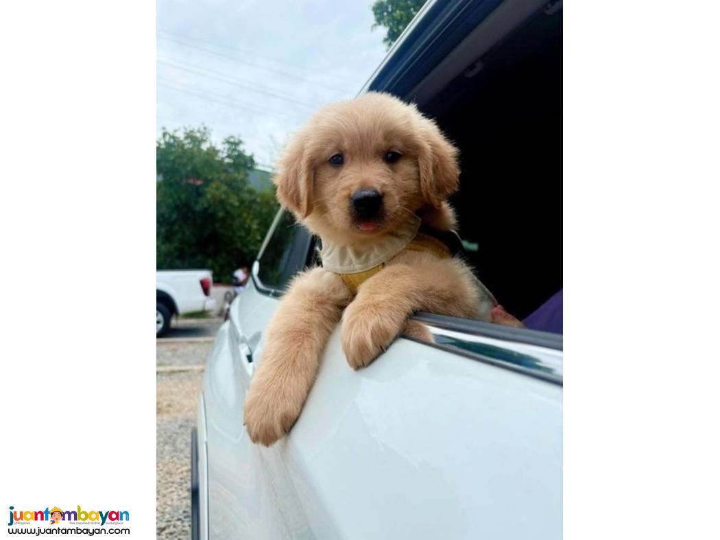 Pure Golden Retriever Puppies