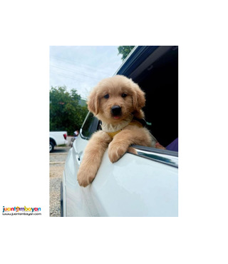 Pure Golden Retriever Puppies