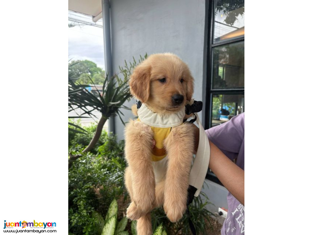 Pure Golden Retriever Puppies