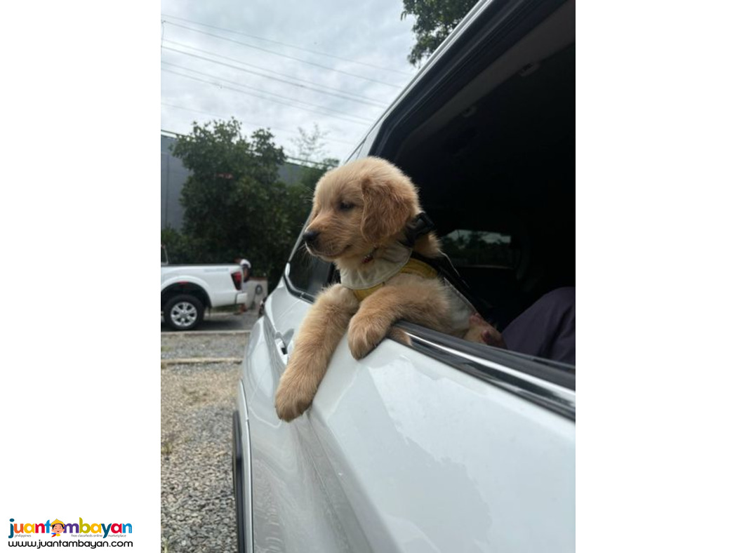Pure Golden Retriever Puppies