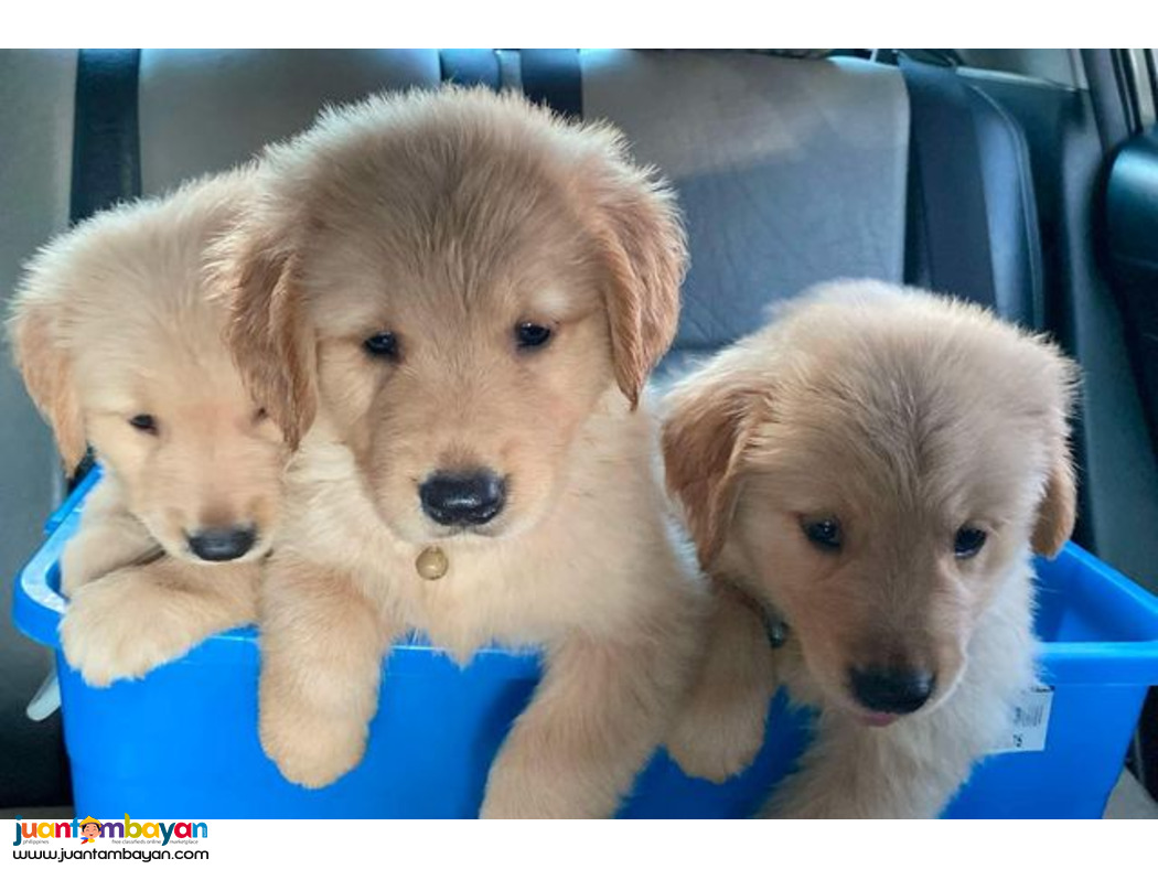 Pure Golden Retriever Puppies