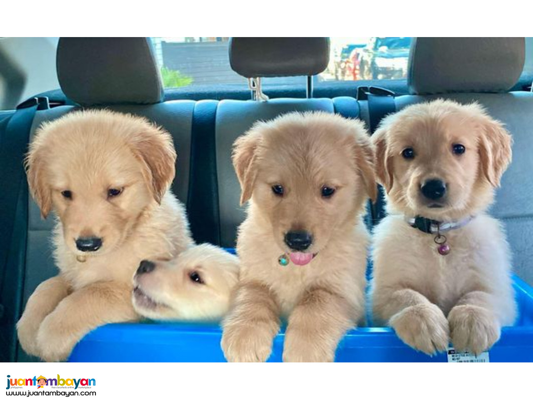 Pure Golden Retriever Puppies