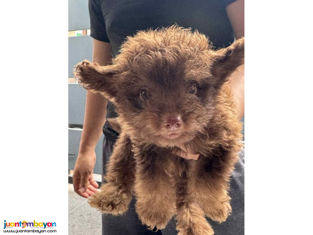 Pomeranian X Toy Poodle Mix Breed