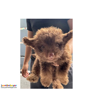 Pomeranian X Toy Poodle Mix Breed