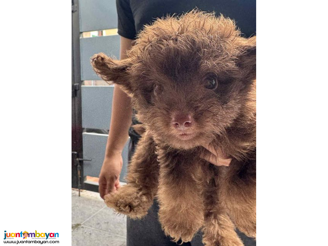 Pomeranian X Toy Poodle Mix Breed