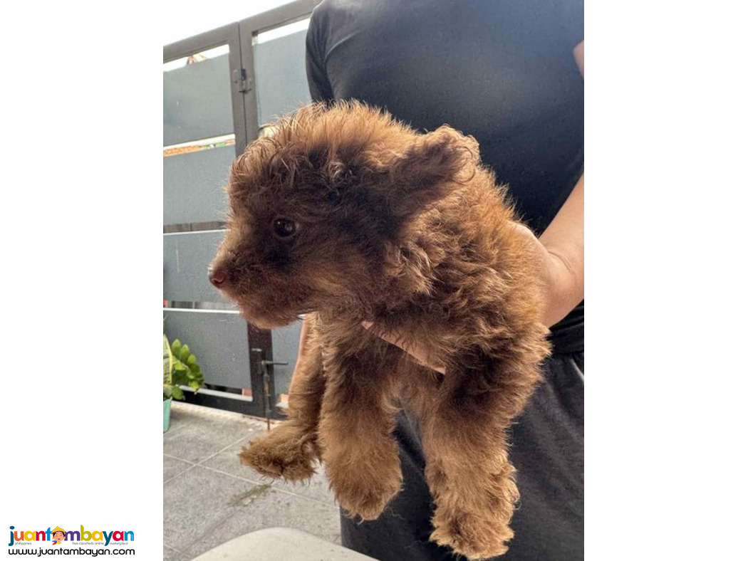 Pomeranian X Toy Poodle Mix Breed