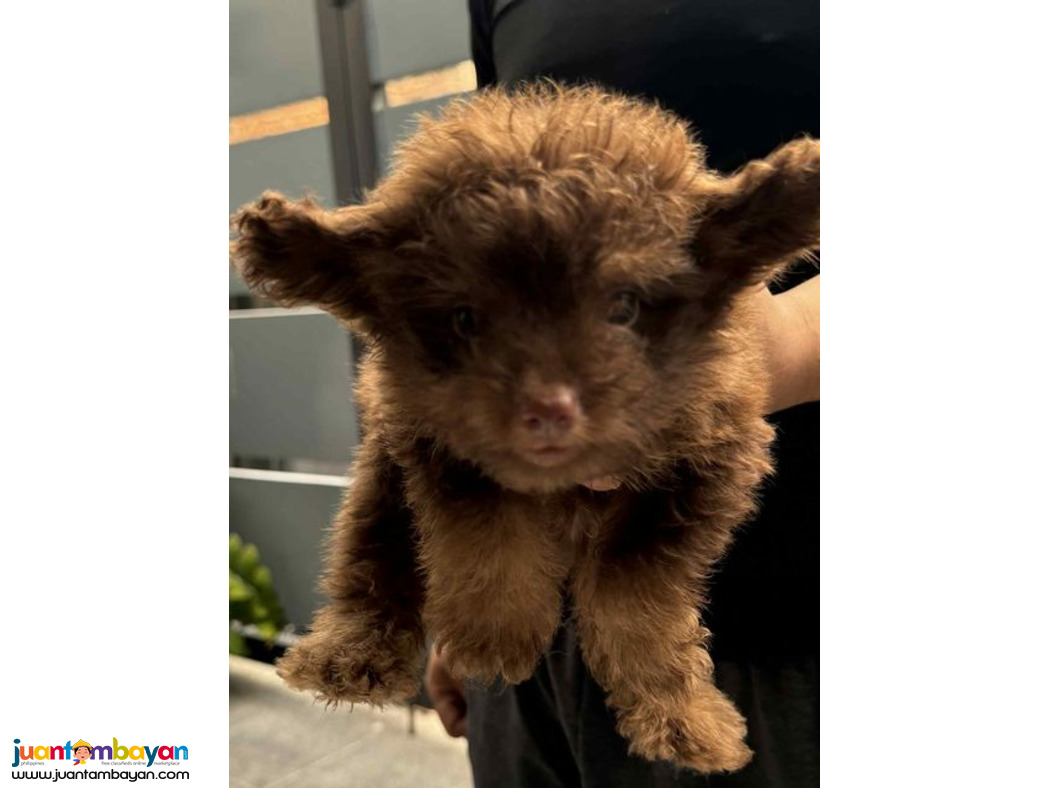 Pomeranian X Toy Poodle Mix Breed