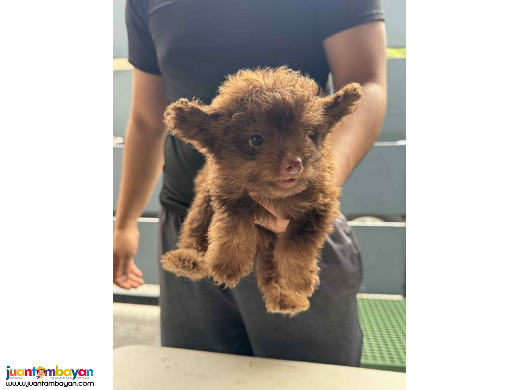 Pomeranian X Toy Poodle Mix Breed