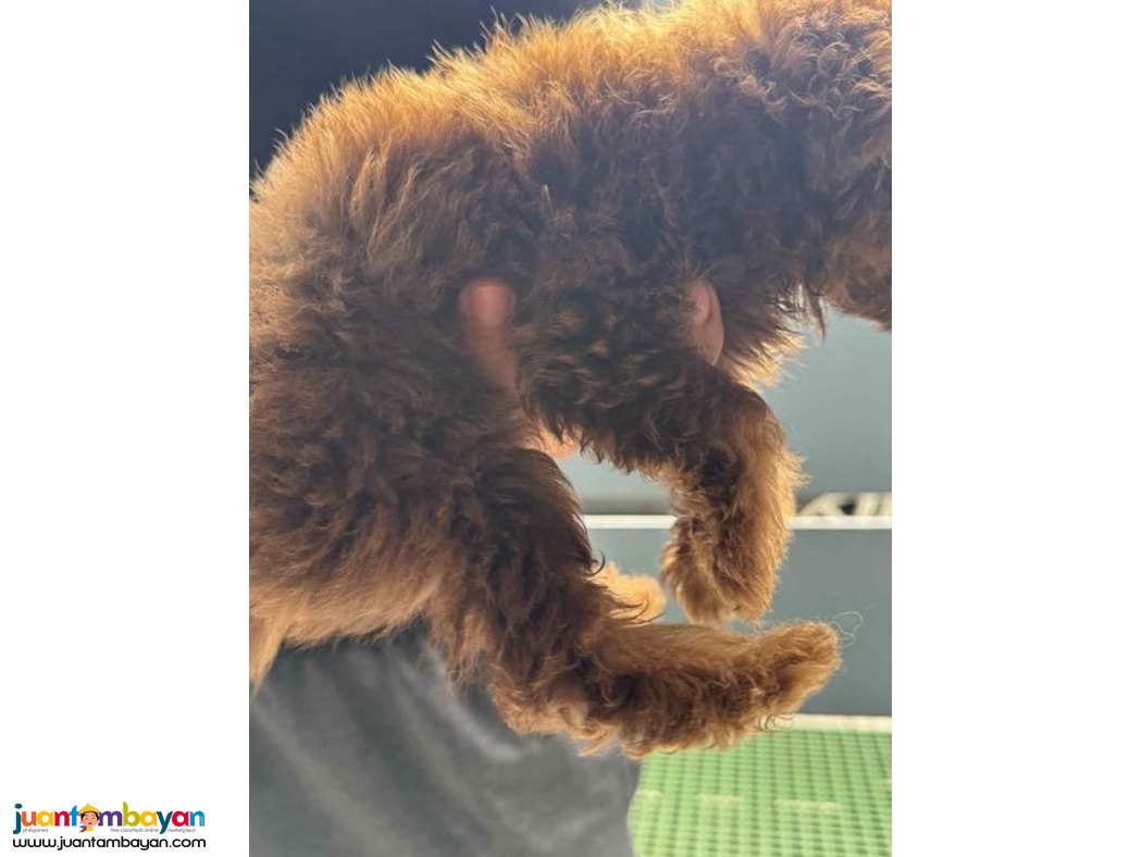 Pomeranian X Toy Poodle Mix Breed