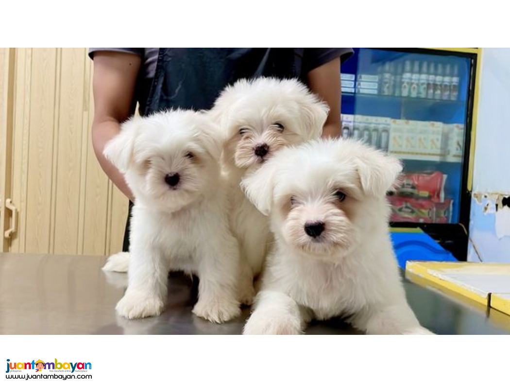 Maltese puppy purebreed