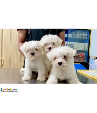 Maltese puppy purebreed