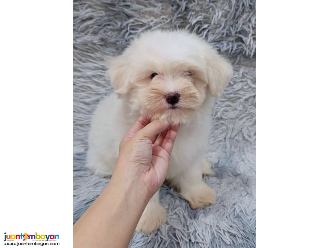 Maltese puppy purebreed
