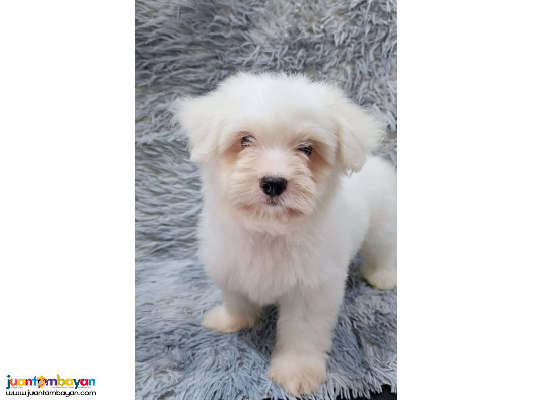Maltese puppy purebreed