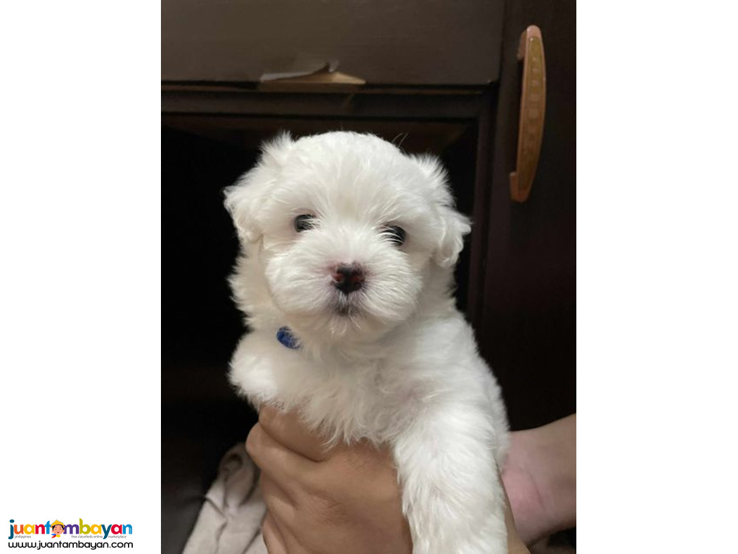 Purebreed Maltese Puppies