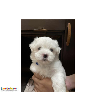Purebreed Maltese Puppies