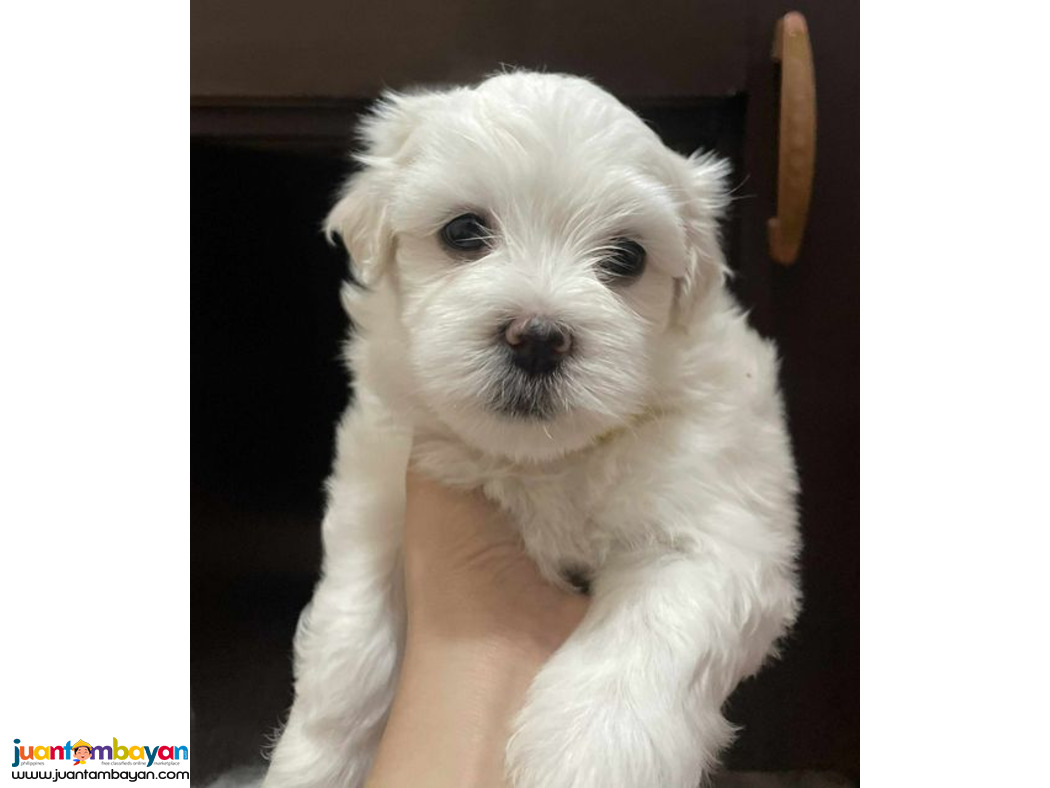 Purebreed Maltese Puppies