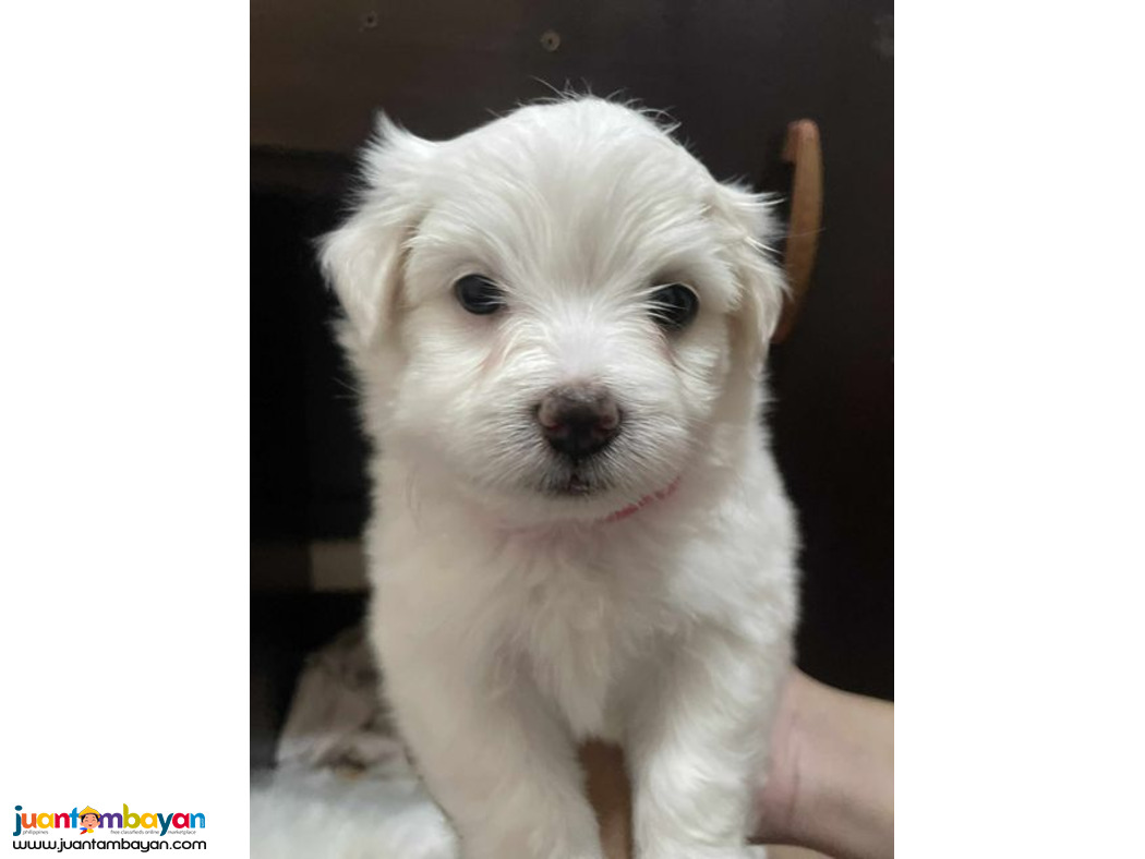 Purebreed Maltese Puppies