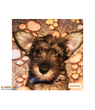 Mini Schnauzer Puppies for Sale