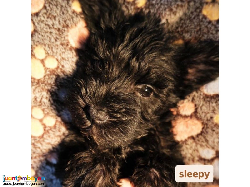 Mini Schnauzer Puppies for Sale