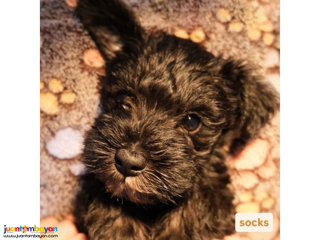 Mini Schnauzer Puppies for Sale