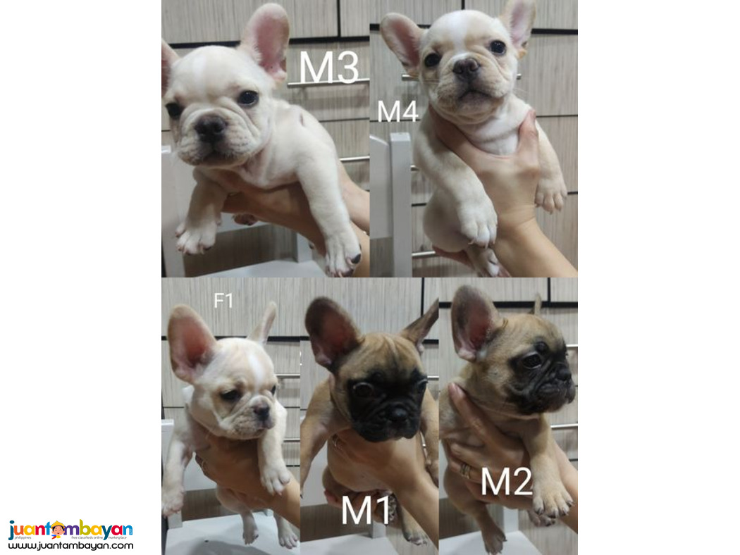 FRENCH BULLDOG PUPPIES
