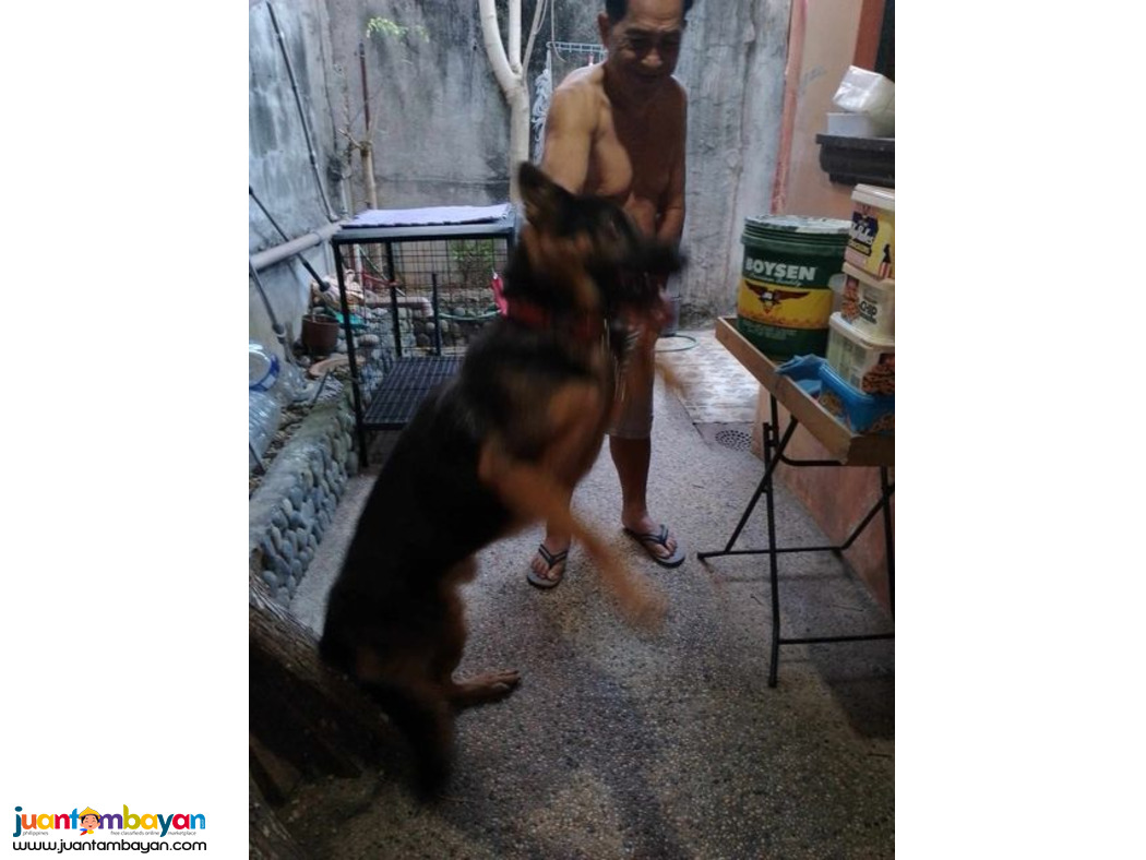 Pure German Shepherd for sale