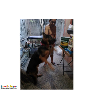 Pure German Shepherd for sale