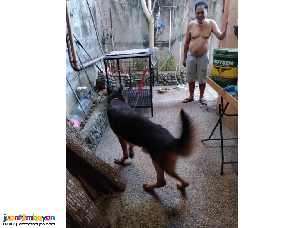 Pure German Shepherd for sale