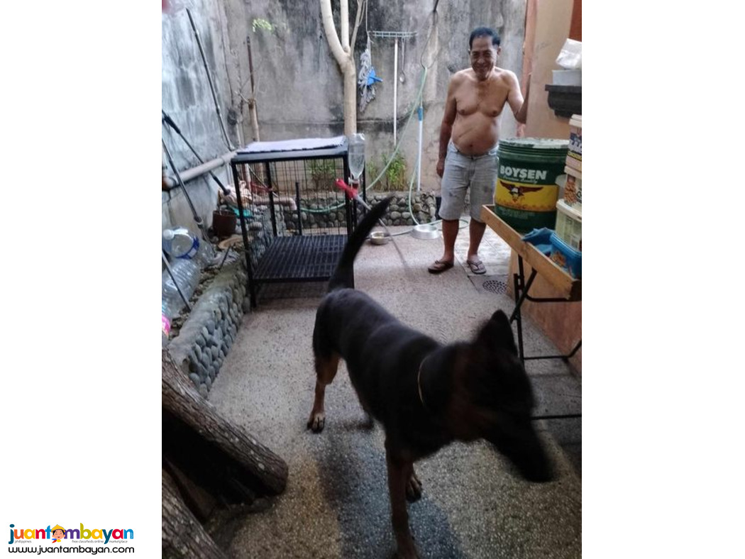 Pure German Shepherd for sale