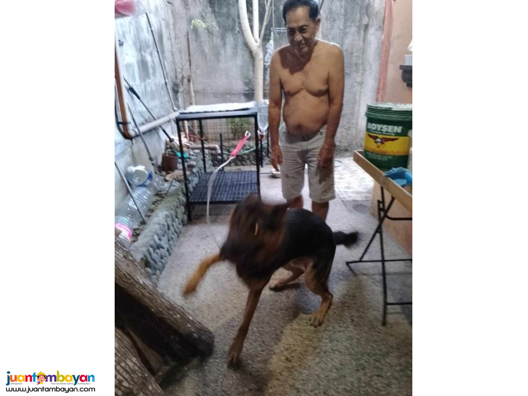 Pure German Shepherd for sale