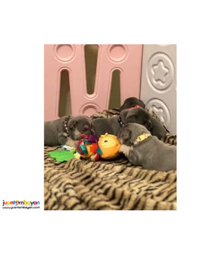 Adorable French Bulldog Puppies Ready..viber.+639463422605