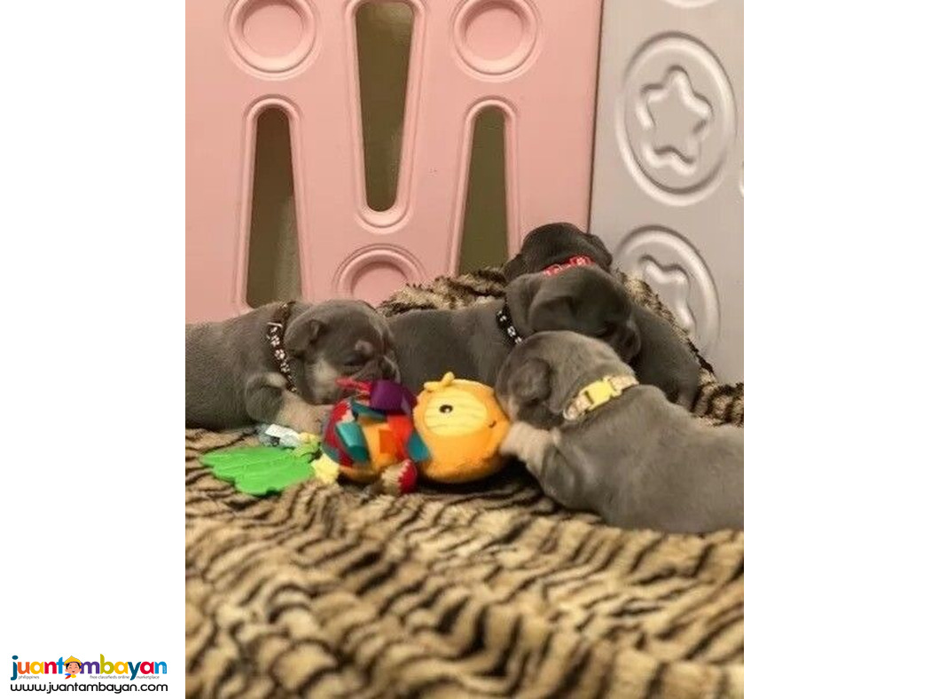 Adorable French Bulldog Puppies Ready..viber.+639463422605