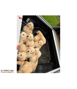 Golden Retriever puppies ????..viber.+639463422605