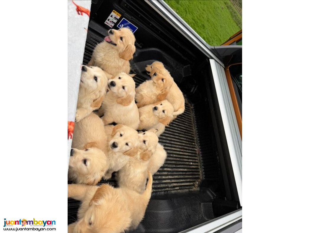 Golden Retriever puppies ????..viber.+639463422605