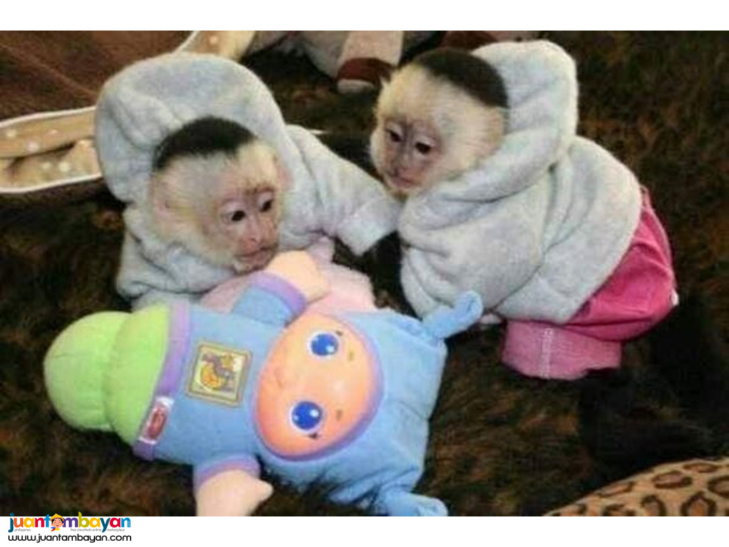 Trained Capuchin & Marmoset Monkey...viber.+639463422605
