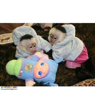 Trained Capuchin & Marmoset Monkey...viber.+639463422605