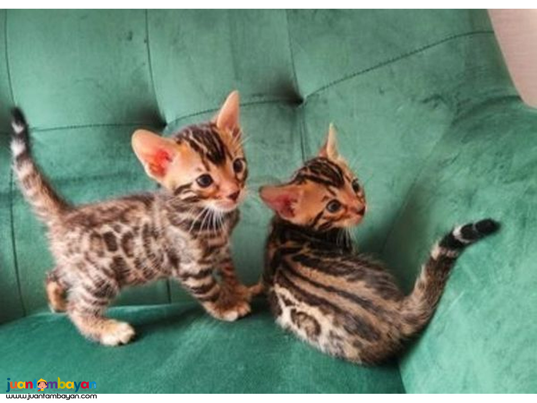 Bengal kittens