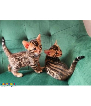 Bengal kittens