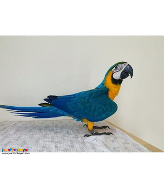 Blue & Gold Macaws parrots