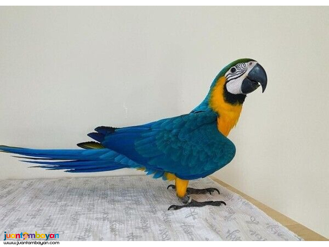 Blue & Gold Macaws parrots