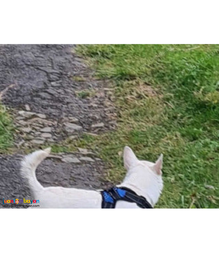 Pomchi puppy girl in Tonypandy..viber.+639463422605
