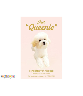 Imported Female Toy Poodle for Sale