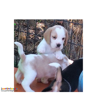 Beagle Puppies for Adoption ..viber me at.+639463422605
