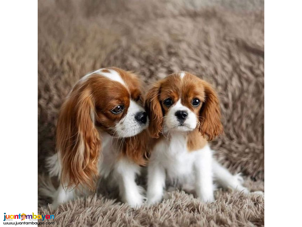 Cavalier King Charles Spaniel puppies
