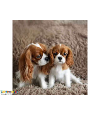 Cavalier King Charles Spaniel puppies