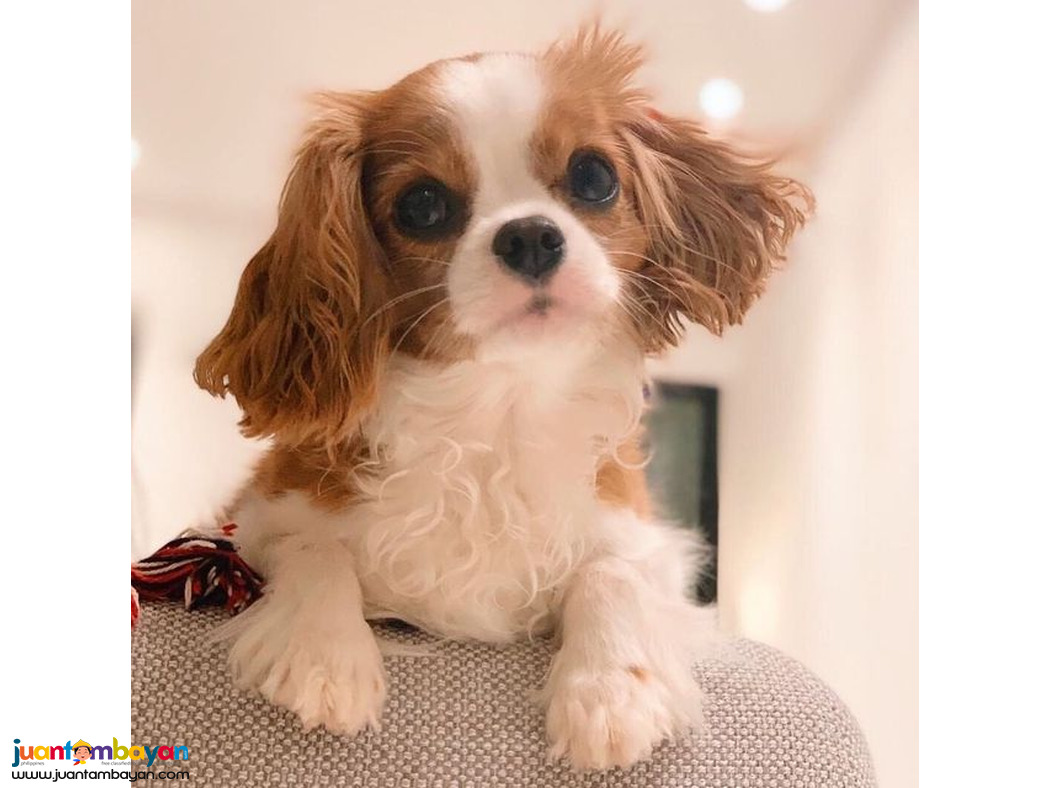 Cavalier King Charles Spaniel puppies