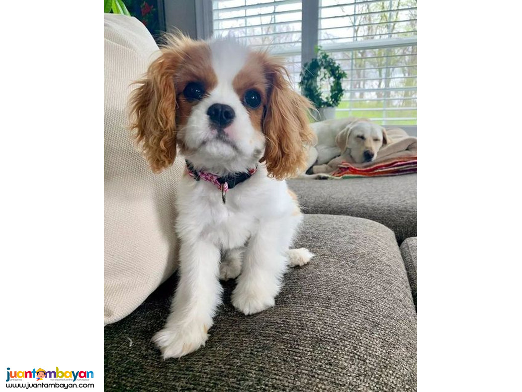 Cavalier King Charles Spaniel puppies