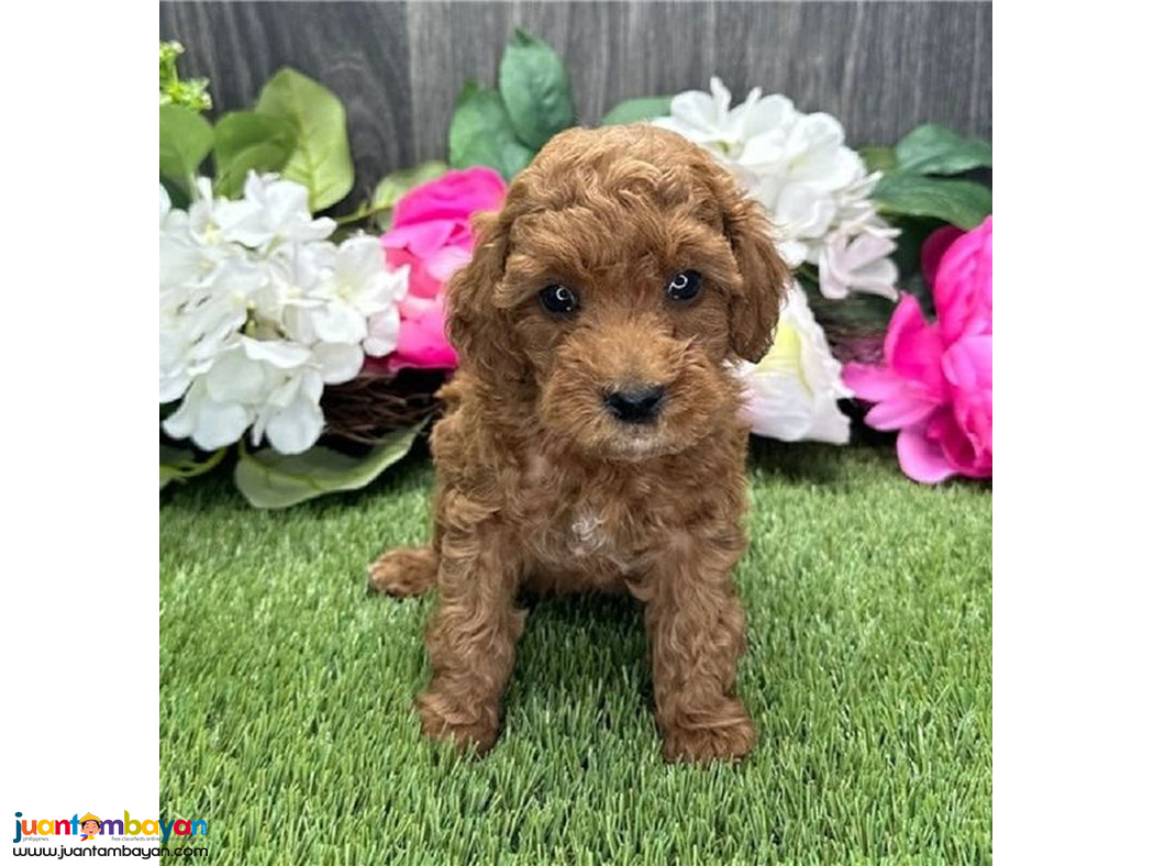 Adorable boy toy poodle!