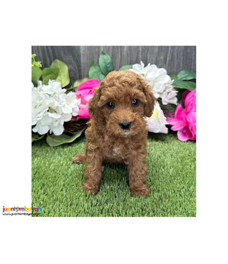Adorable boy toy poodle!