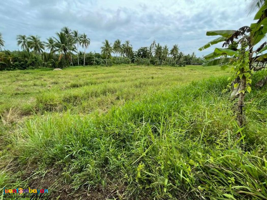 Roadside Lot Near AFAM Bridge, General Luna, Siargao